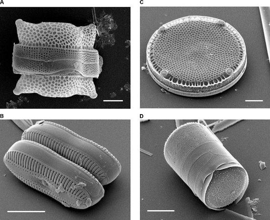 各种硅藻单体/群体的SEM成像图 （A）Biddulphia reticulata；（B）Diploneis sp；（C）Eupodiscus radiatus；（D）Melosira varians