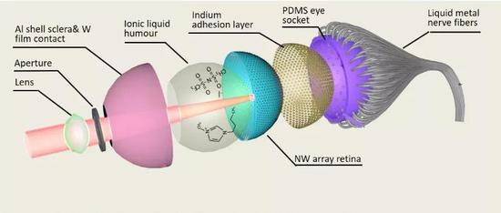 科大研发的电化学仿生眼（EC-Eye）的结构