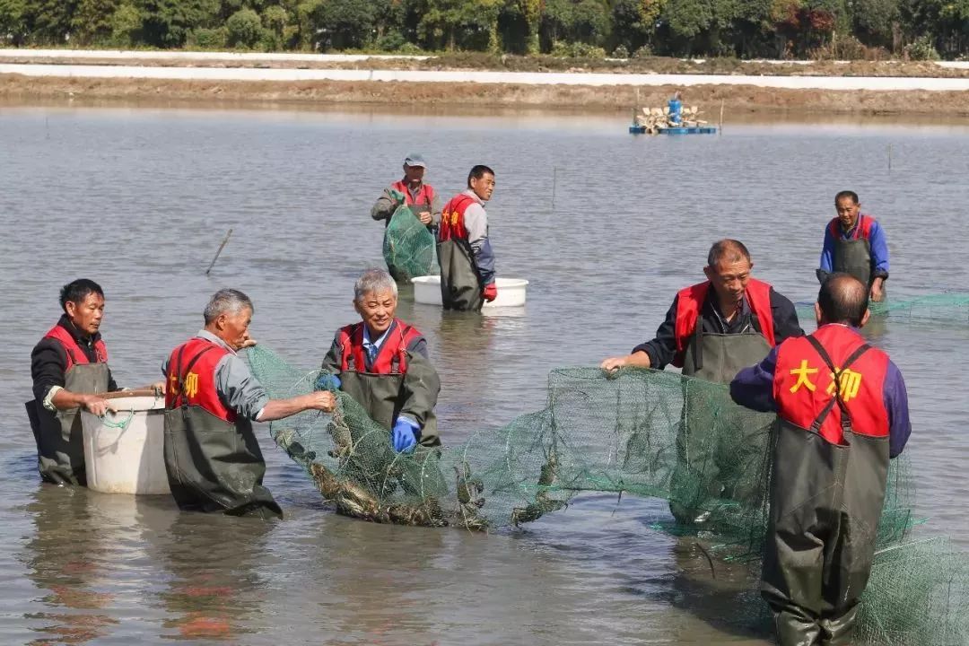  黄浦江大闸蟹开捕