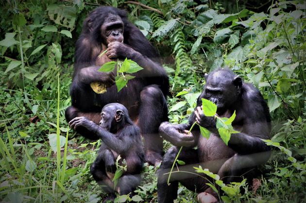 倭黑猩猩一家正在进食。图片拍摄于刚果民主共和国的罗拉亚倭黑猩猩保护区。